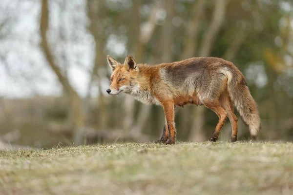 Rödräv Naturen Kall Vinterdag — Stockfoto