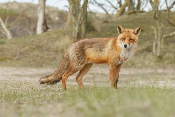 Rödräv Naturen Kall Vinterdag — Stockfoto