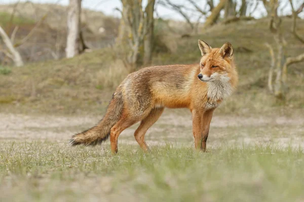 寒い冬の日に自然の赤狐 — ストック写真