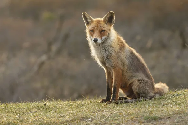 Rödräv Naturen Kall Vinterdag — Stockfoto