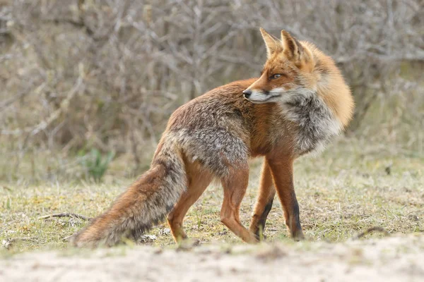 Red Fox Przyrodzie Chłodne Zimowe Wieczory — Zdjęcie stockowe