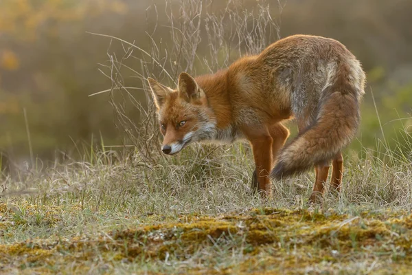 Red Fox Nature Cold Winter Day — Stock Photo, Image
