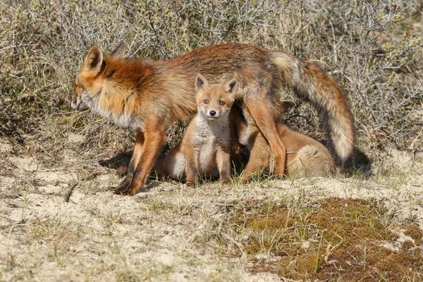 Kızıl Tilki Yavrularını Doğa Bir Bahar Günü Annesi Ile — Stok fotoğraf