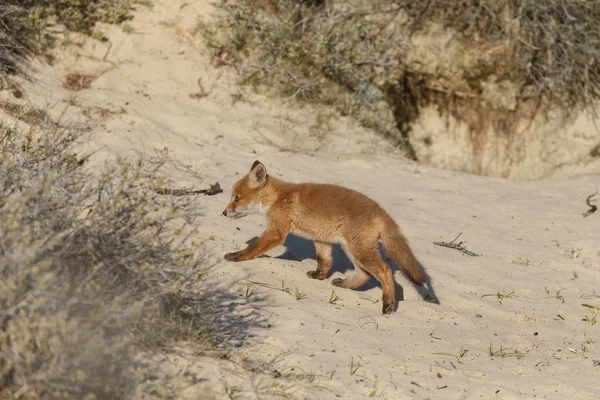 Red Fox Welp Natuur Een Lentedag — Stockfoto