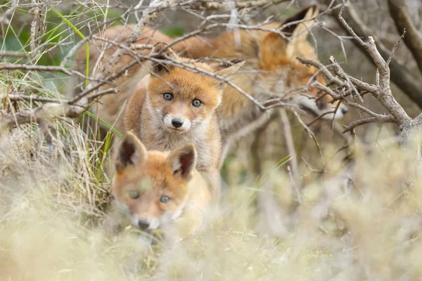 Vörös Róka Kölykök Anyja Természetben Egy Tavaszi Napon — Stock Fotó