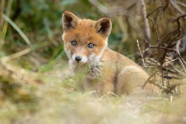 Red Fox Mládě Přírodě Jarní Den — Stock fotografie