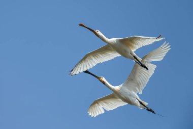 Kaşıkçı (Platalea leucorodia) kuş uçuş mavi gökyüzü karşı