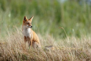 Kızıl Tilki bir soğuk kış gününde doğada