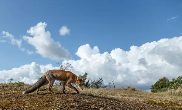 Red fox in nature on a cold winter day