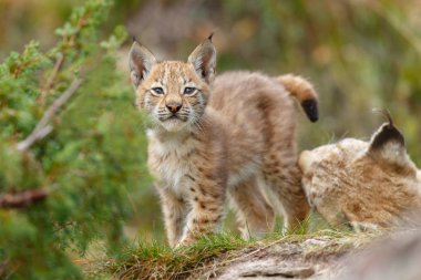 Lynx yavru kedi niteliğine