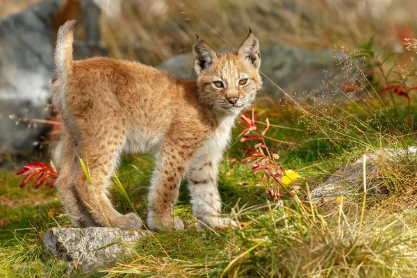 自然に Lynx カブ子猫 — ストック写真