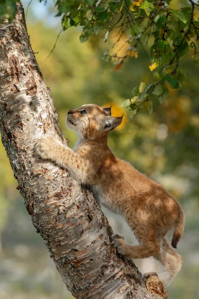 自然に Lynx カブ子猫 — ストック写真