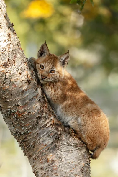 自然に Lynx カブ子猫 — ストック写真