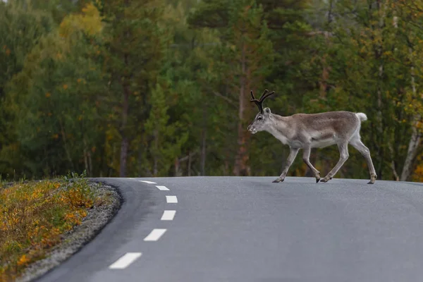 Rénszarvas Rangifer Tarandus Ismert Mint Caribou Halad Úton — Stock Fotó