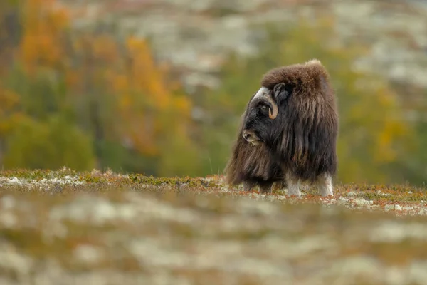 Buffle Musqué Dans Nature Aux Couleurs Automnales — Photo