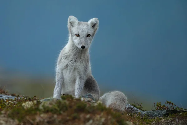 Zorro Ártico Juvenil Naturaleza — Foto de Stock