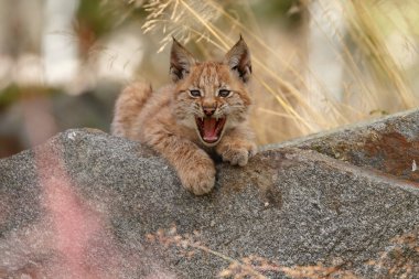 Lynx yavru kedi yavrusu doğa ortamında