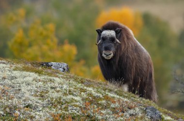 Musk-ox in nature in a autumn setting.