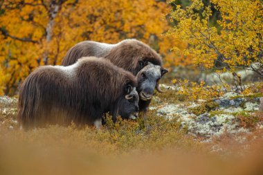 Musk-ox in nature in a autumn setting.