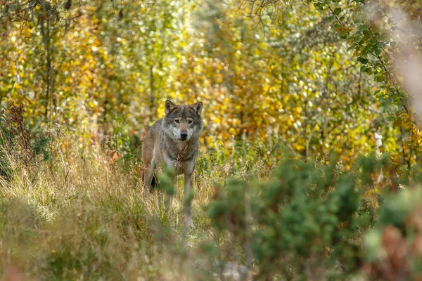 Grey Wolve Staande Een Groene Bijbehorende — Stockfoto