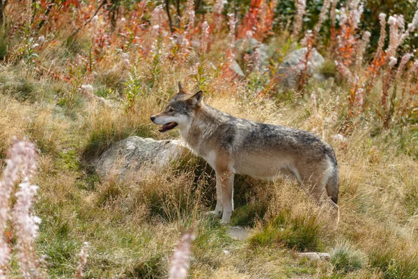 Grey Wolve Staande Een Groene Bijbehorende — Stockfoto