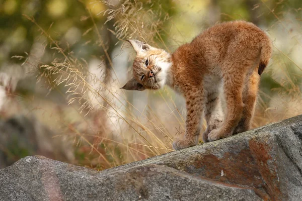 Lynx yavru kedi yavrusu doğa ortamında
