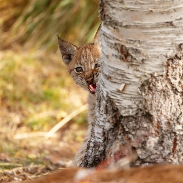 自然の設定に Lynx の赤ちゃん子猫 — ストック写真