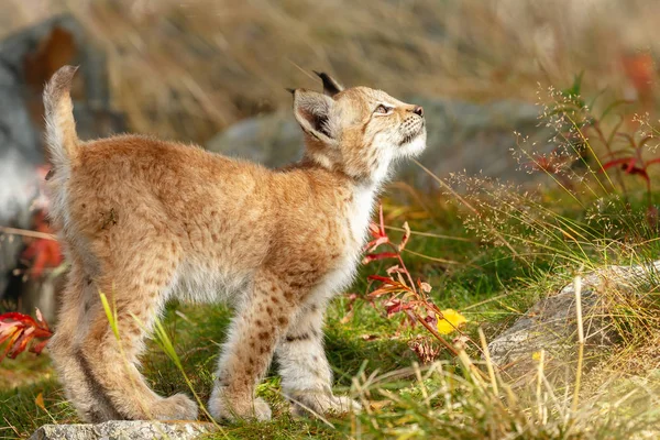 自然の設定に Lynx の赤ちゃん子猫 — ストック写真