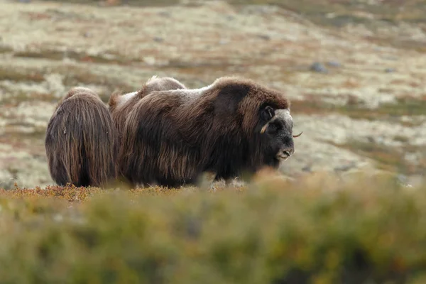 Musc Boeuf Dans Nature Dans Cadre Automne — Photo