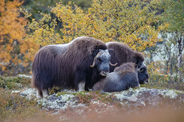 Musc Boeuf Dans Nature Dans Cadre Automne — Photo