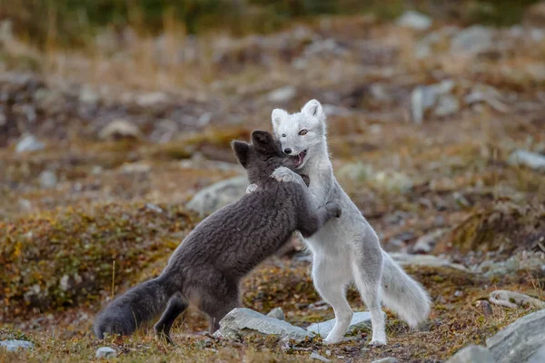 Renards Arctiques Dans Nature Norvège — Photo