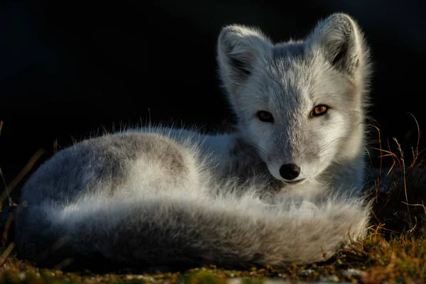 Raposa Ártica Natureza Noruega — Fotografia de Stock