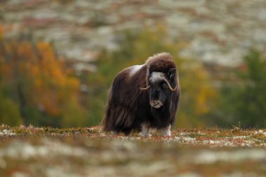 Misk-ox Dovrefjell Norveç ayarlama renkli bir sonbahar