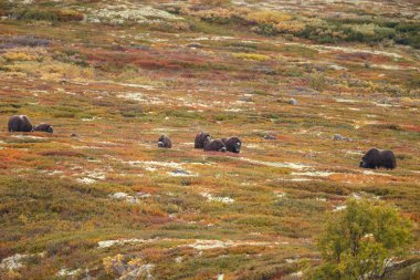 Misk-ox Dovrefjell Norveç ayarlama renkli bir sonbahar