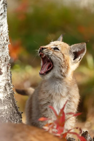 自然に Lynx カブ子猫 — ストック写真