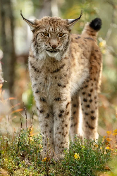 Lynx Caminando Por Naturaleza — Foto de Stock