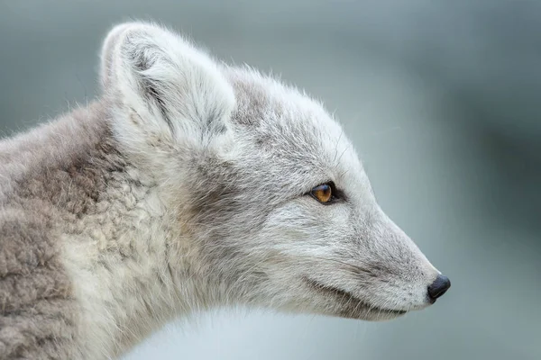 北极狐狸在秋天的风景 — 图库照片
