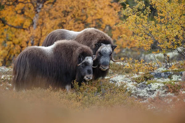 ドブレフィエル ノルウェーで設定色の秋にジャコウ牛 — ストック写真