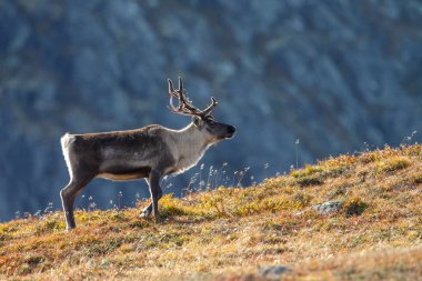 Ren geyiği sonbaharda güzel sonbahar renkleri ile ayarlama