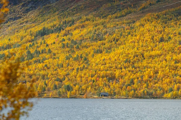 Paisagem Livre Noruega Belas Cores Outono Como Verão Indiano — Fotografia de Stock