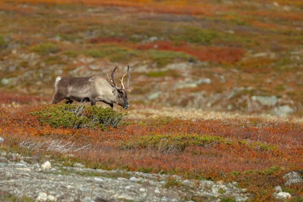 Renne Dans Cadre Automne Avec Belles Couleurs Automne — Photo