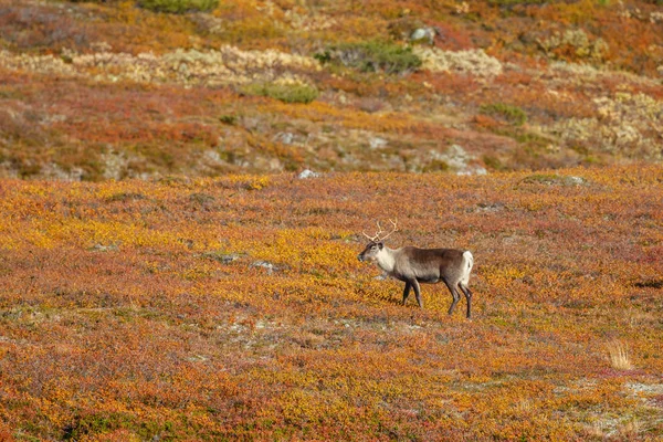 Reindeer Fall Setting Nice Autumn Colors — Stock Photo, Image