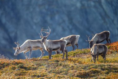 Reindeers sonbaharda güzel sonbahar renkleri ile ayarlama