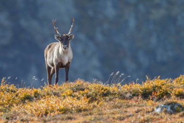 Ren geyiği sonbaharda güzel sonbahar renkleri ile ayarlama