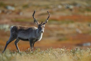 Ren geyiği sonbaharda güzel sonbahar renkleri ile ayarlama