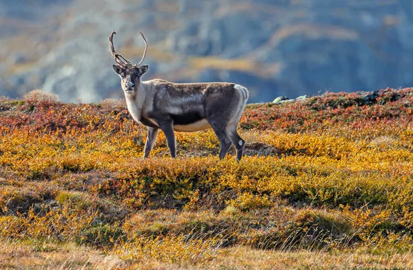 Renar Höst Med Fina Höstfärger — Stockfoto