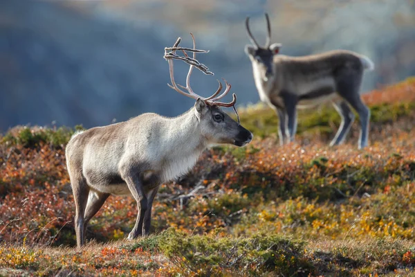Reindeers Sonbaharda Güzel Sonbahar Renkleri Ile Ayarlama — Stok fotoğraf