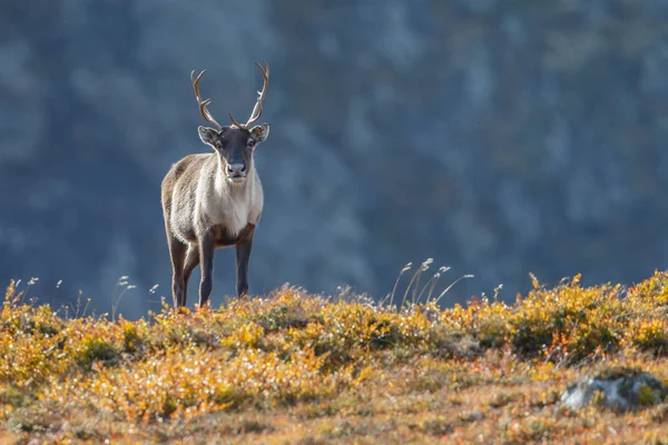 Ren geyiği sonbaharda güzel sonbahar renkleri ile ayarlama