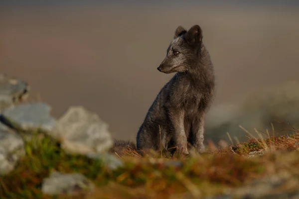 Polarfuchs Einer Herbstlichen Landschaft — Stockfoto