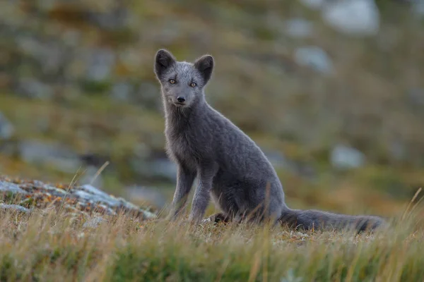 Polarfuchs Einer Herbstlichen Landschaft — Stockfoto